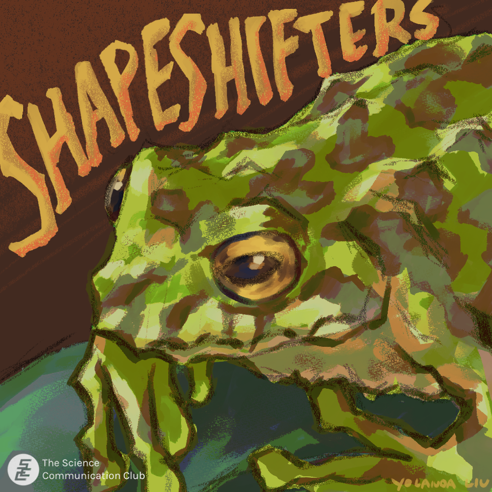 A digital painting of a zoomed up mutable rainfrog resting on a leaf. It is green with brown spots and has distinguished spikey texture on its skin. "Shapeshifters" is titled at the top.
