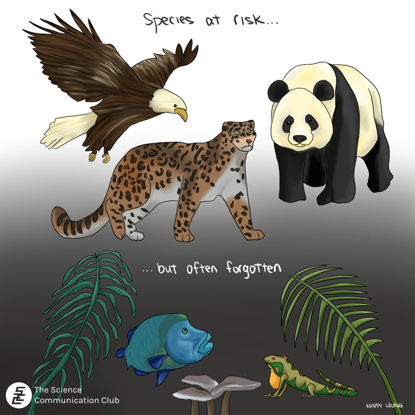 illustration of an eagle, snow leopard and panda under the phrase “species at risk" with parentheses. Following the phrase “but often forgotten” after parentheses with species like kelp, fish, fungal, reptiles and plants in the shadow.