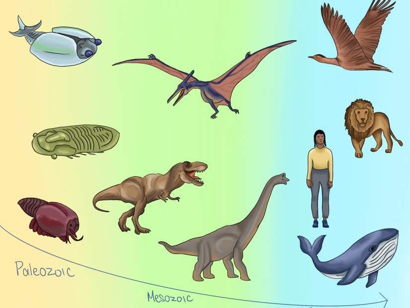 A time line divided in 3 sections labeled as era. Species such as early invertebrates, bony fish and anomalocaris representing the paleozic era. Pteranodon, Brachiosaurus and Tyrannosaurus rex representing Mesozoic era. Goose, lion, human and whale representing Cenozoic era.