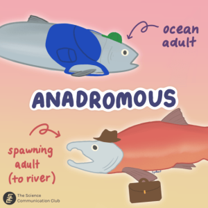 Salmon Are Weirder Than You Might Think – Science Communication Club