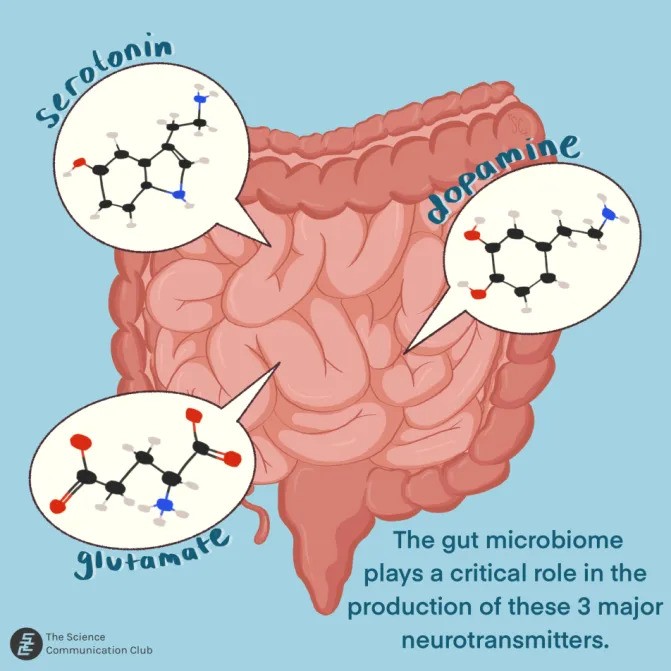 An illustration of the small and large intestines are placed in front of a light blue background. Three speech bubbles, containing 2D ball and stick models of the neurotransmitters serotonin, dopamine, and glutamate, are positioned in front of the intestines with dark blue text indicating each transmitter. Dark blue text in the bottom right corner reads “The gut microbiome plays a critical role in the production of these 3 major neurotransmitters.”