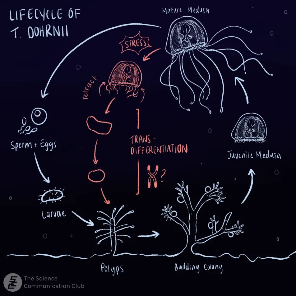 The lifecycle of T. dohrnii is depicted with trans-differentiation in the middle. The style is sketchy with the figures in light blue against a dark background and trans-differentiation in red. The cycle begins with sperm + eggs --> larvae (round with spikes) --> polyps (embedded into the ground, longer with spikes) --> budding colony (larger polyp with round buds protruding from branches) --> juvenile medusa (small jellyfish without tentacles) --> mature medusa (jellyfish with tentacles). From the mature medusa, the cycle reverts back to a polyp: the jellyfish retracts its tentacles and becomes a smaller round shape before returning to a polyp. The step is associated with a chromosome with shaded-in telomeres with a question mark next to it.