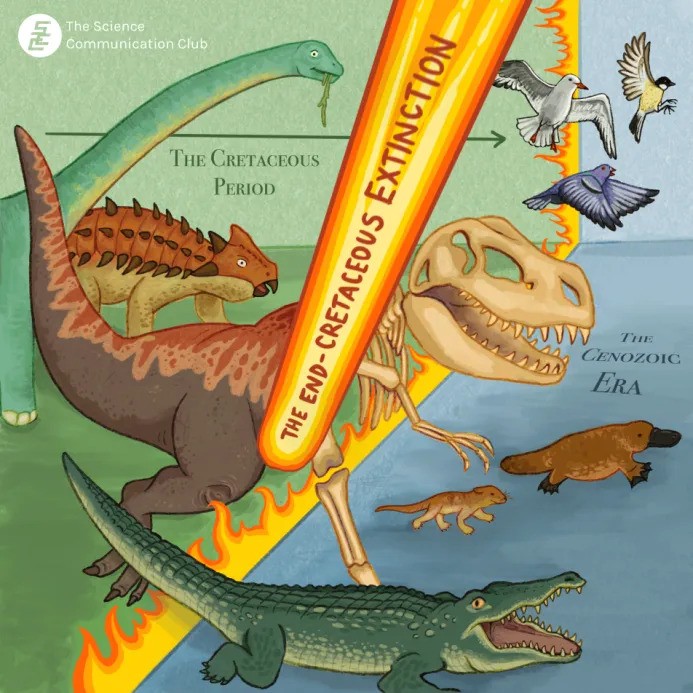 Depicts several animals moving across the image. On the left is an area in green representing The Cretaceous Period, and on the right is an area in blue representing The Cenozoic Era. In the middle of these areas is a threshold of fire, and a graphic of a meteor with text on it reading “THE END-CRETACEOUS EXTINCTION.” On the left a sauropod and ankylosaurus look ahead with scared expressions. A tyrannosaurus crosses over the fire threshold and becomes a skeleton as it enters the right side. On the right side of the image are animals including an alligator, a small prehistoric mammal, a platypus, and three types of birds.